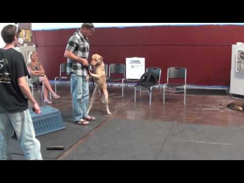 DogOwnerDaily tweet picture