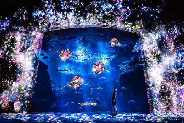 unbar's tweet photo. http://t.co/M7zziMFb90 

昨年33万人以上が来場した夜の新江ノ島水族館が今年はチームラボと組んでナイトワンダーアクアリウムを2015年7月18日（土）～開催 http://t.co/U4ZzWEkAxp