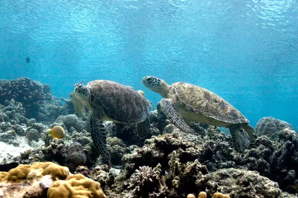 Reeeeeendy's tweet photo. Kalo udah dapat THR mau ajak Alexa key ke Pulau maratua selfi sama penyu unyu2, @Ini_Talkshow #IniSahurNETke17OPPO http://t.co/obOQj5bTXt