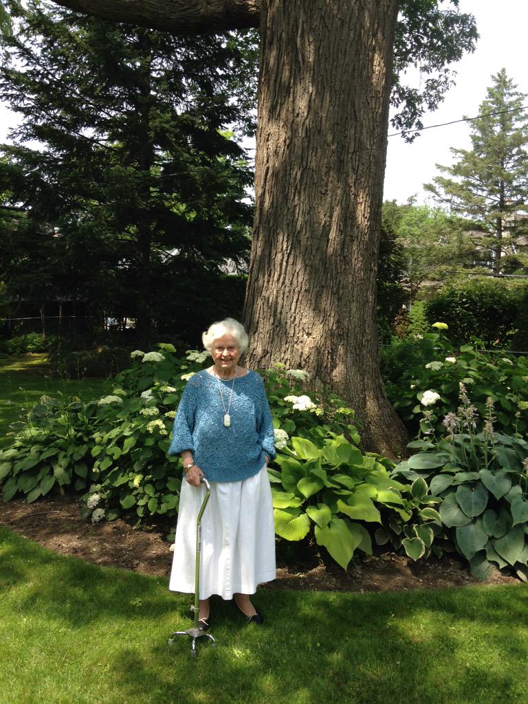 leaf's tweet photo. Tilley nominated her white oak in #TorontoTreeHunt. We hope to get heritage recognition! @TOtrees @Forests_Ontario http://t.co/0Ow0s7rAFv