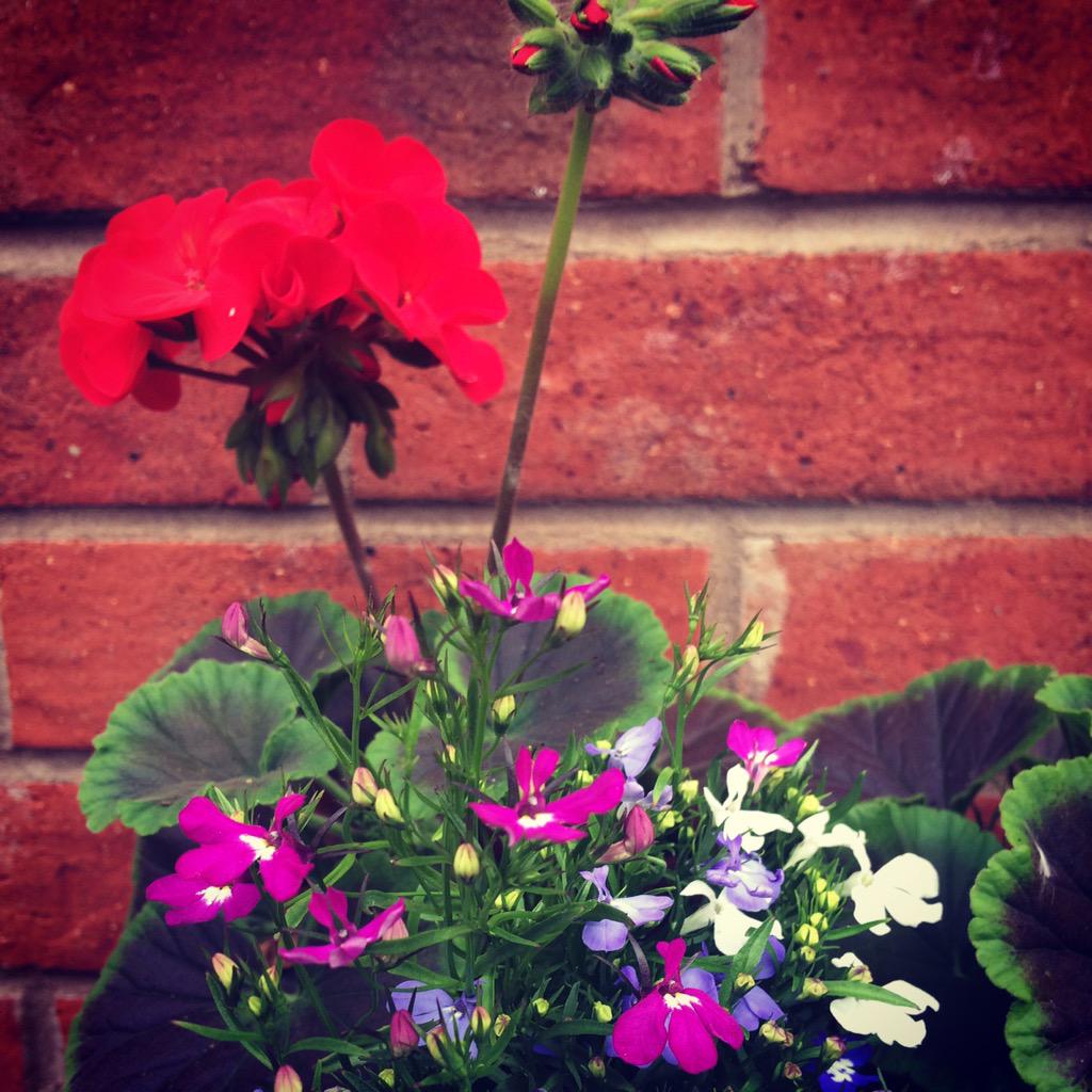 JudithHomestyle's tweet photo. “@JBBLEACH: Few pots make all the difference too when selling #DoorstepImpressionsCount http://t.co/Fxlnnekj4E” Definitely, good advice.