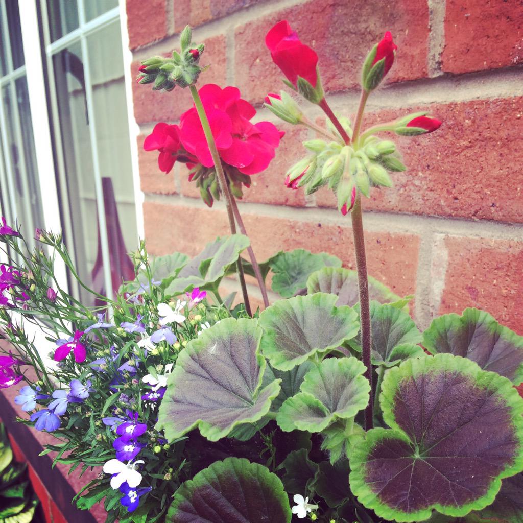 JudithHomestyle's tweet photo. “@JBBLEACH: Few pots make all the difference too when selling #DoorstepImpressionsCount http://t.co/Fxlnnekj4E” Definitely, good advice.