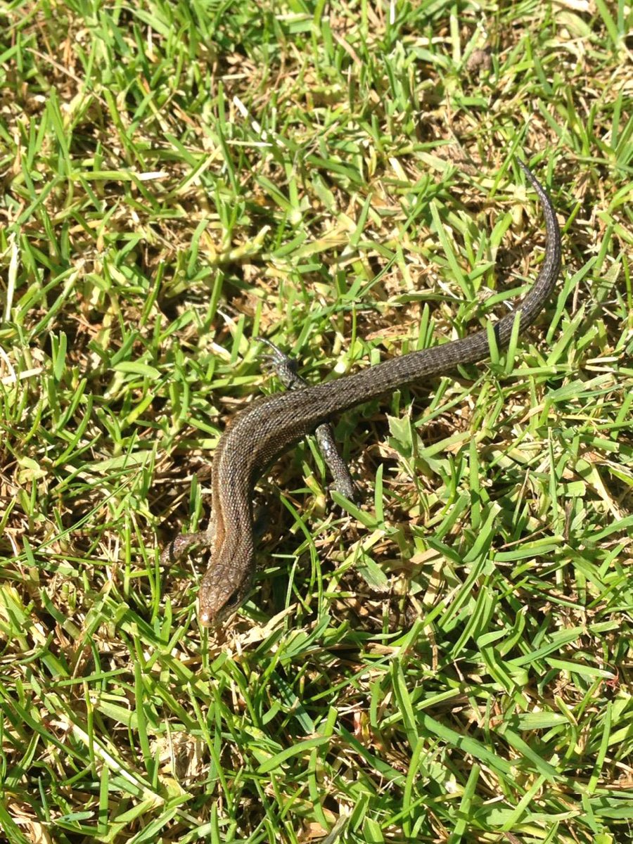 Our Greenkeeper found this little guy running across the course today! <a href="/SpeyWildlife/">Speyside Wildlife</a> @wildlife_uk #lizard #wildlife