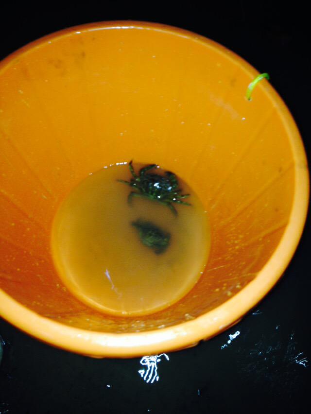 SYMSailingClub's tweet image. Crabbing. Stand by.
At Bradwell Outdoor Centre