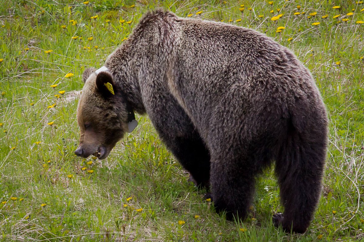 SkiLouise's tweet image. 47 bear sightings in 51 days here at the Sightseeing Gondola. Join us lakelouisegondola.com #MyBanff