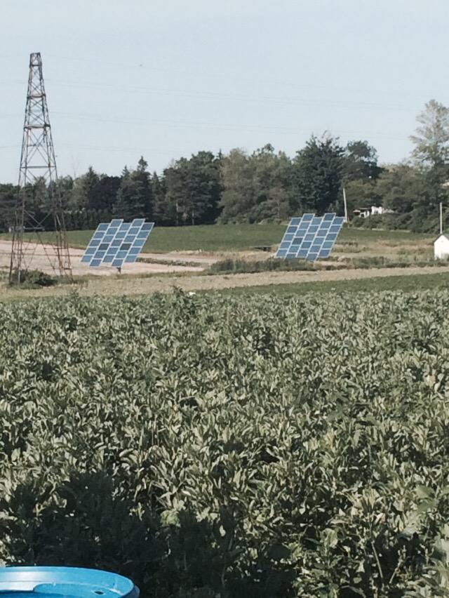 FarmMurphys's tweet photo. #DidYouKnow were ecofriendly? We have 4 giant panels with 25 individual solar panels on each!💚👍🏼 http://t.co/SvDcVmmw6d