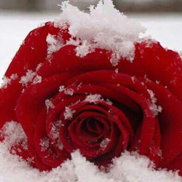 مين
جاااد نتقابل بالطاااااايف