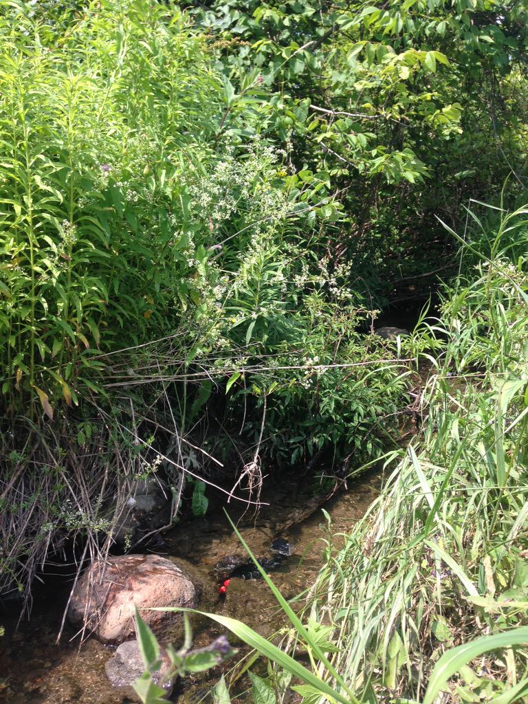 Rowshyra's tweet photo. In pursuit of Redside Dace #detection #underwater #endangeredspecies #ontariostreams #gonesampling #cloca http://t.co/ZiKPQJ3ggu