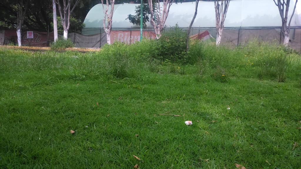 guaposhocker26's tweet photo. Así las cosas en col.amsa. Urge poda transmisiones comité vecinal @DTlalpan @MejorTlalpan @lulu_v_c @hectorhugo_37 http://t.co/Bl6rTkQ87U