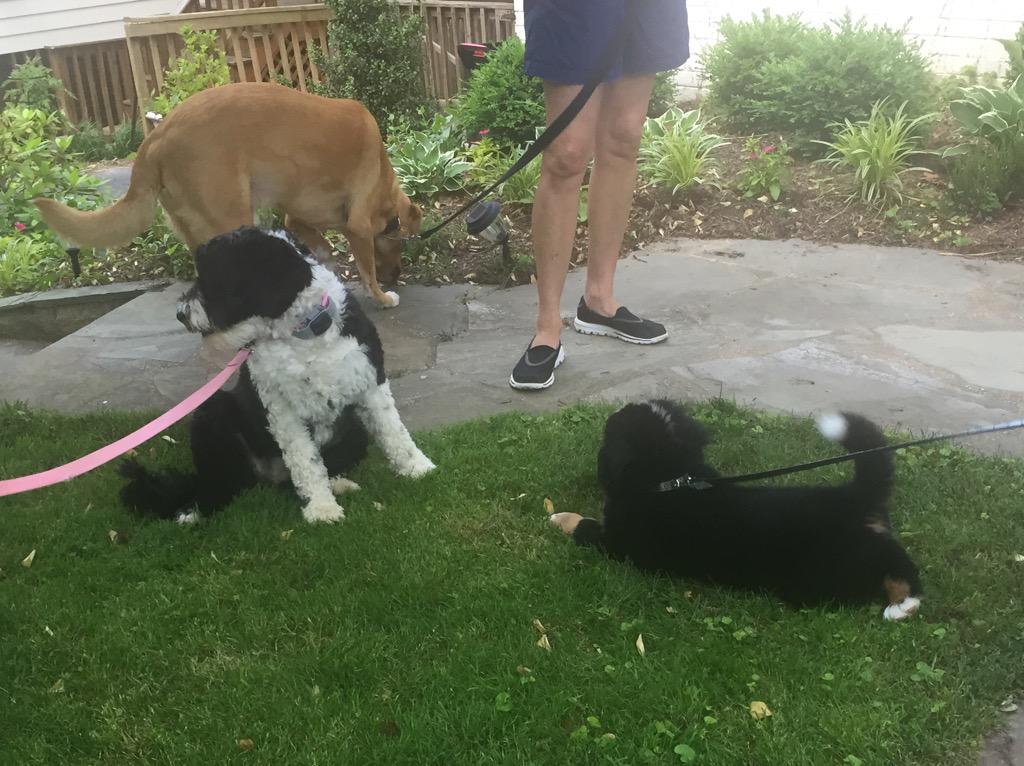Belles_Rosen's tweet photo. Today we met GUS, a new Bernese Mountain Dog #Puppy who's new in the neighborhood! He's a cutie! #portuguesewaterdog http://t.co/DMlug6Ya2B