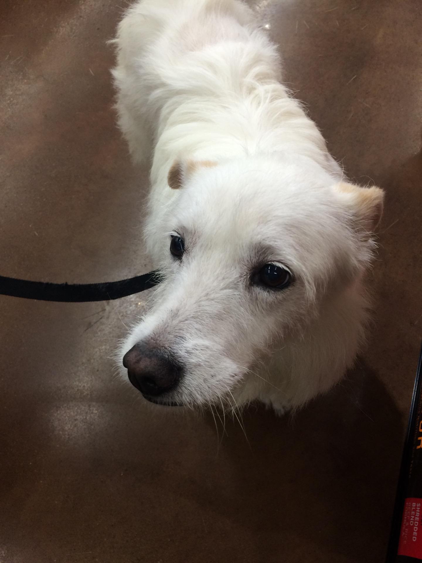 Aaron Bacon On Twitter Come Adopt This Dog Ask For Sally