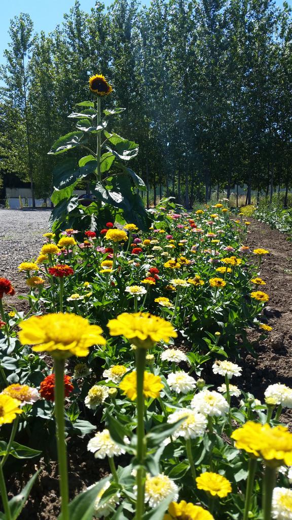 Elizabeth Miller tweet media