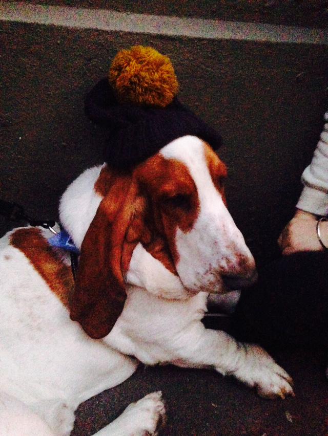 theJDuce's tweet photo. Basset hound in a beanie. #pintsForPooches #dogsofGFD http://t.co/wm1eJ59vpd