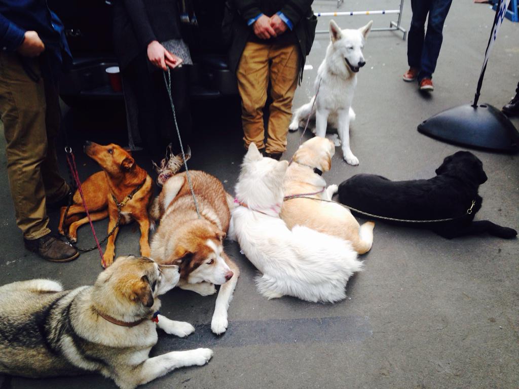 theJDuce's tweet photo. The precise moment I lost all semblance of restraint at #pintsForPooches. #dogsofGFD http://t.co/p3zzAIfA8t