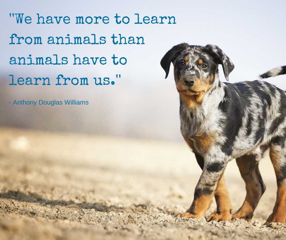 PetMD® on Twitter: PetMD® on Twitter: