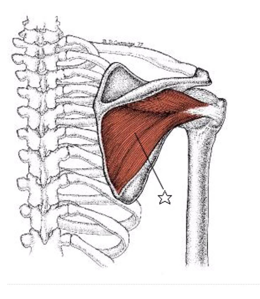 ট ইট র アナトミー太極拳 沈肩墜肘 の2ステップ 肩甲骨を下げるステップ 前鋸筋 で肩甲骨を下げ 沈肩 肘を下に向けるステップ その下がった肩甲骨を土台 に 棘下筋で上腕骨外旋し 墜肘 がかなう Http T Co Csrvvq1zfz