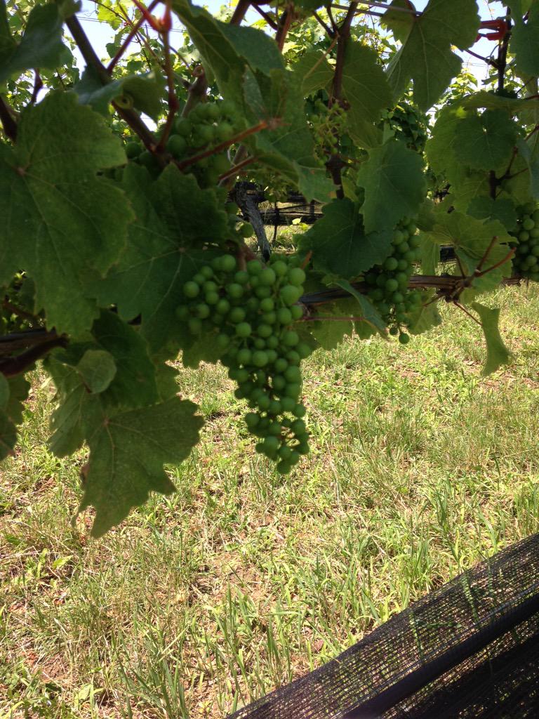 BedellCellars's tweet photo. It was a beautiful weekend! RT @jimjchandler: great time on the North Fork w family @Paula @BedellCellars #Briermere http://t.co/IByGaxULZ7