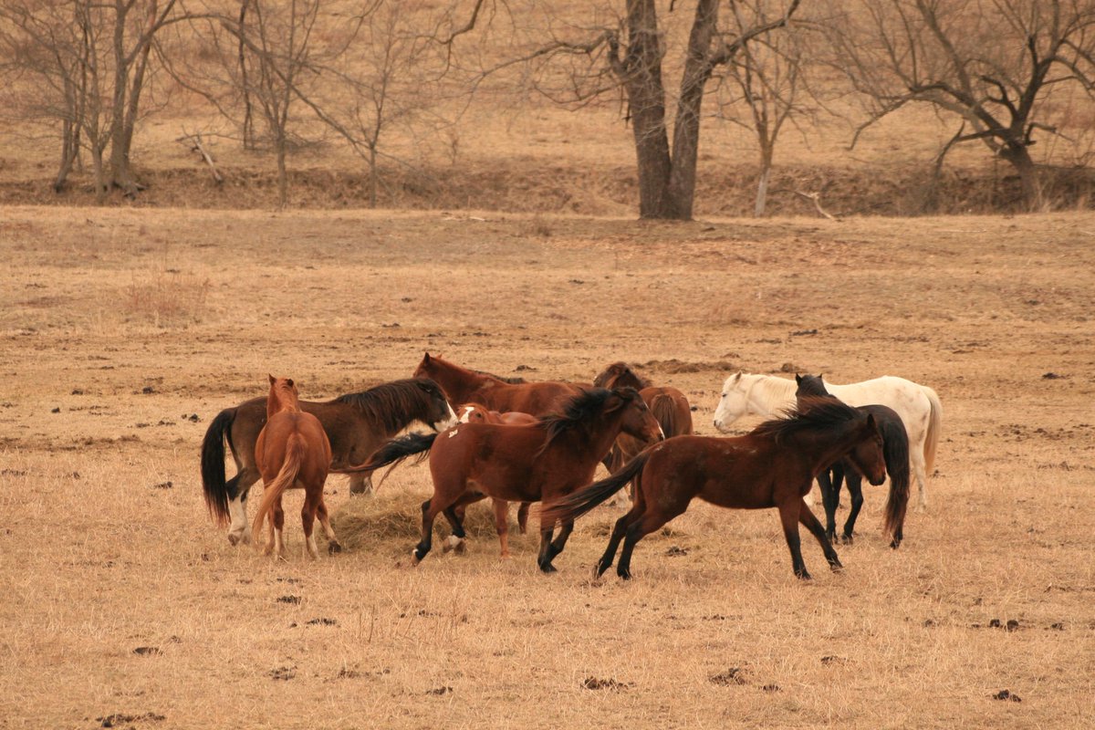 SharonofCamelot's tweet photo. Some things are worth Fighting For
#WildHorses #Mustangs
Oppose #SJR007
Act Now
http://t.co/5Xnhr6uLfr
Thank you http://t.co/ZBwUSzK64G
