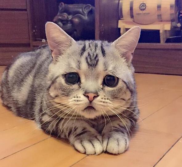 Видео с грустными котиками для детей. Видео с грустными котиками для детей. Грустный котенок гиф. Грустная кошка. Видео с грустными котиками для детей.