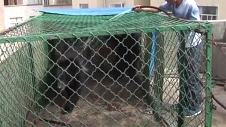 tvanouvelles's tweet image. INSOLITE | Depuis deux ans, un Chinois élevait des «chiots» qui étaient plutôt... bit.ly/1LNCrDT