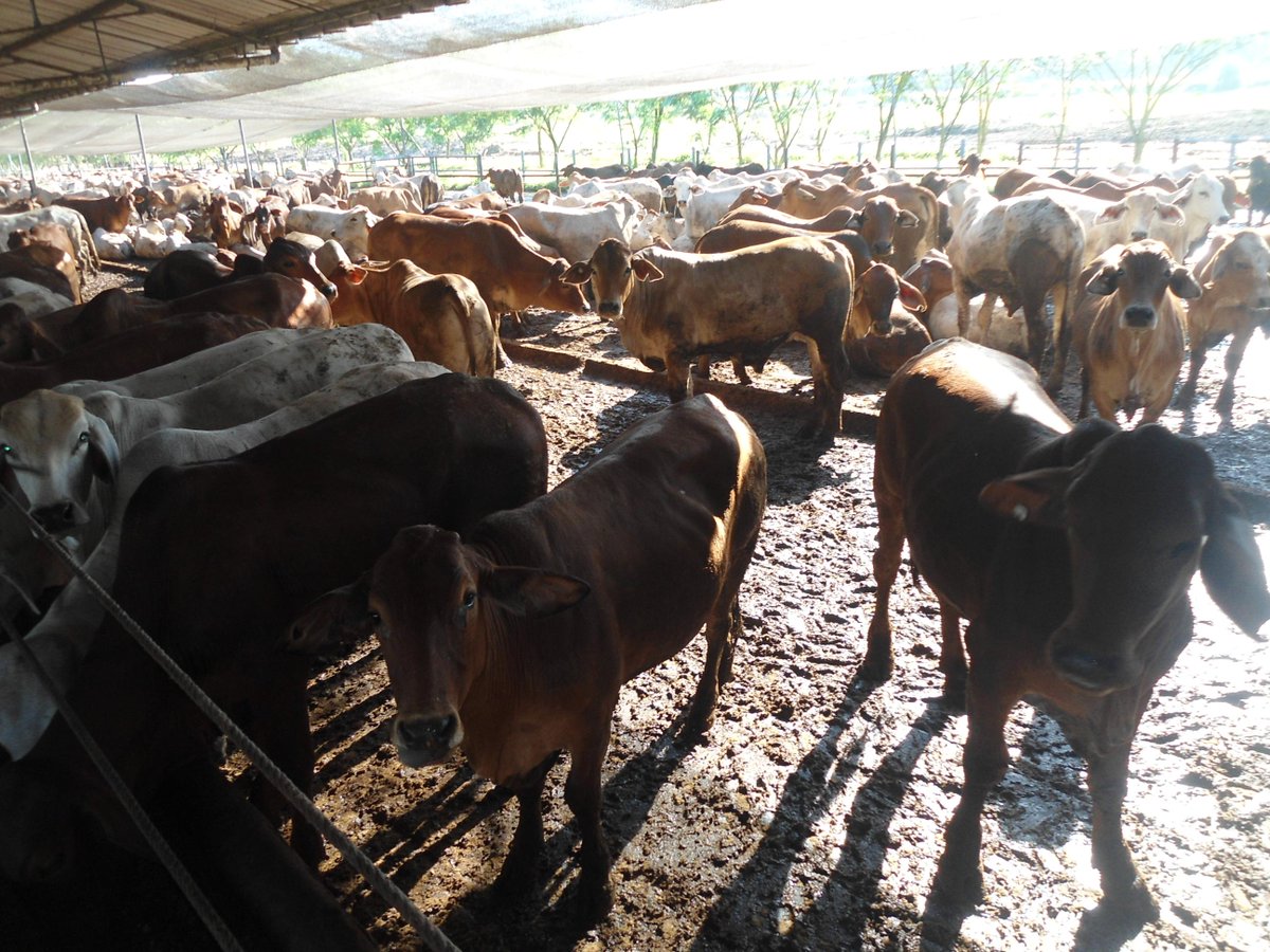 RioWi99's tweet photo. great cattle http://t.co/OgQ7VrtmzZ