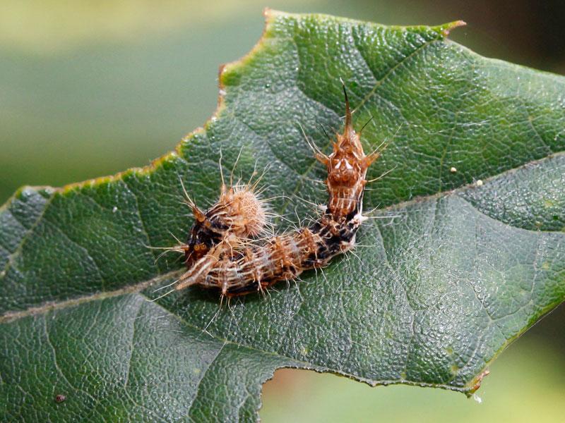 川邊透 Na Twitteru クリの葉にいたウスギヌカギバの幼虫 毒毛虫であるカレハガの幼虫 に擬態しているのではと思わせるものがあり 顔つきまでもがカレハガっぽく お尻の突起も毒毛のように変化しているのがすごい 考えすぎ 15 6 24 奈良県生駒市 Http T