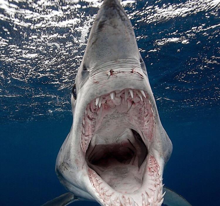Мако акула опасна для человека. Акула мако. Агрессивная акула мако.