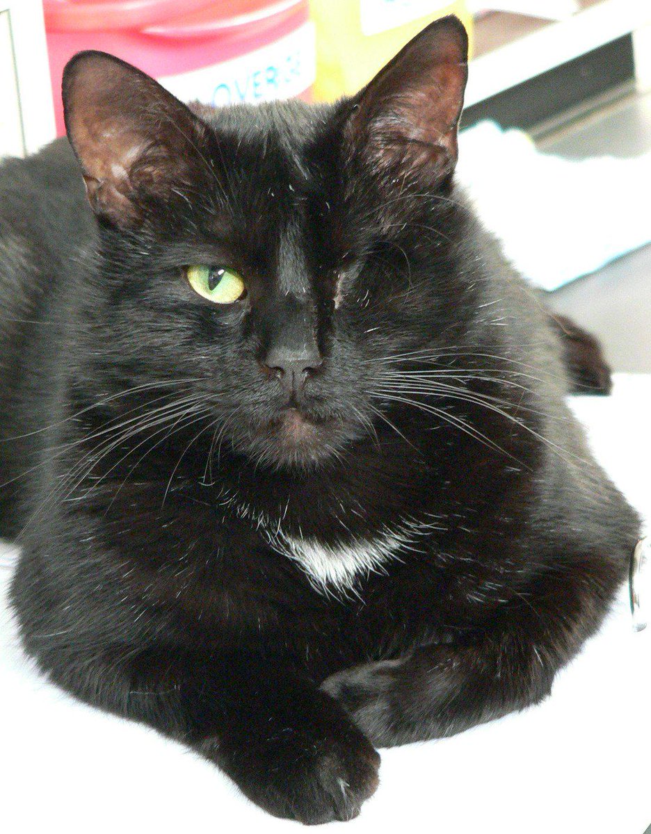 Nieuws over onze directeur kat Damocles: 
dierenasielleiden.nl/intussen-in-he…
