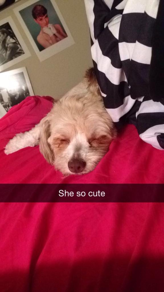 LilMads21m's tweet photo. @JustifyCTH LOOK HOW CUTE SHE IS http://t.co/B7oHf6cNvp