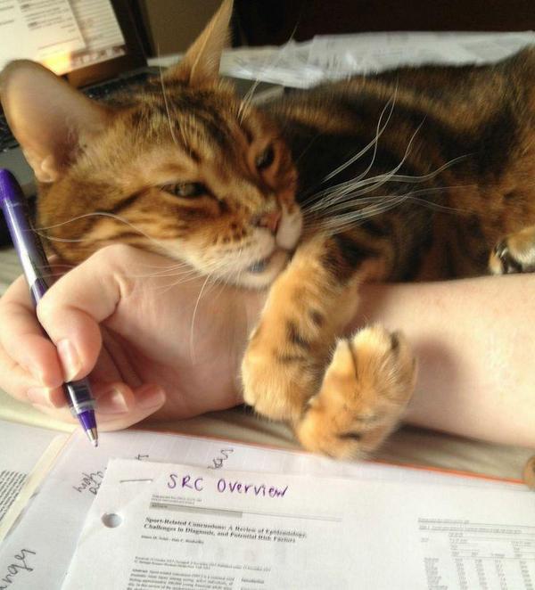 WarmingCuteness's tweet photo. no more homework... play with me! . http://t.co/Irwnnq1lQZ
