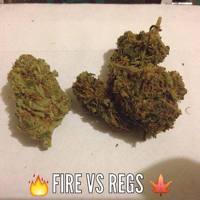 weedpraylove's tweet photo. 🔥Fire vs Regs🍁 #highsociety #rosintech #dabtothebone #eastcoastdabbers #dabsrus #shatter #hbo #cannabisconcentrates… http://t.co/aaQc6jnyMJ