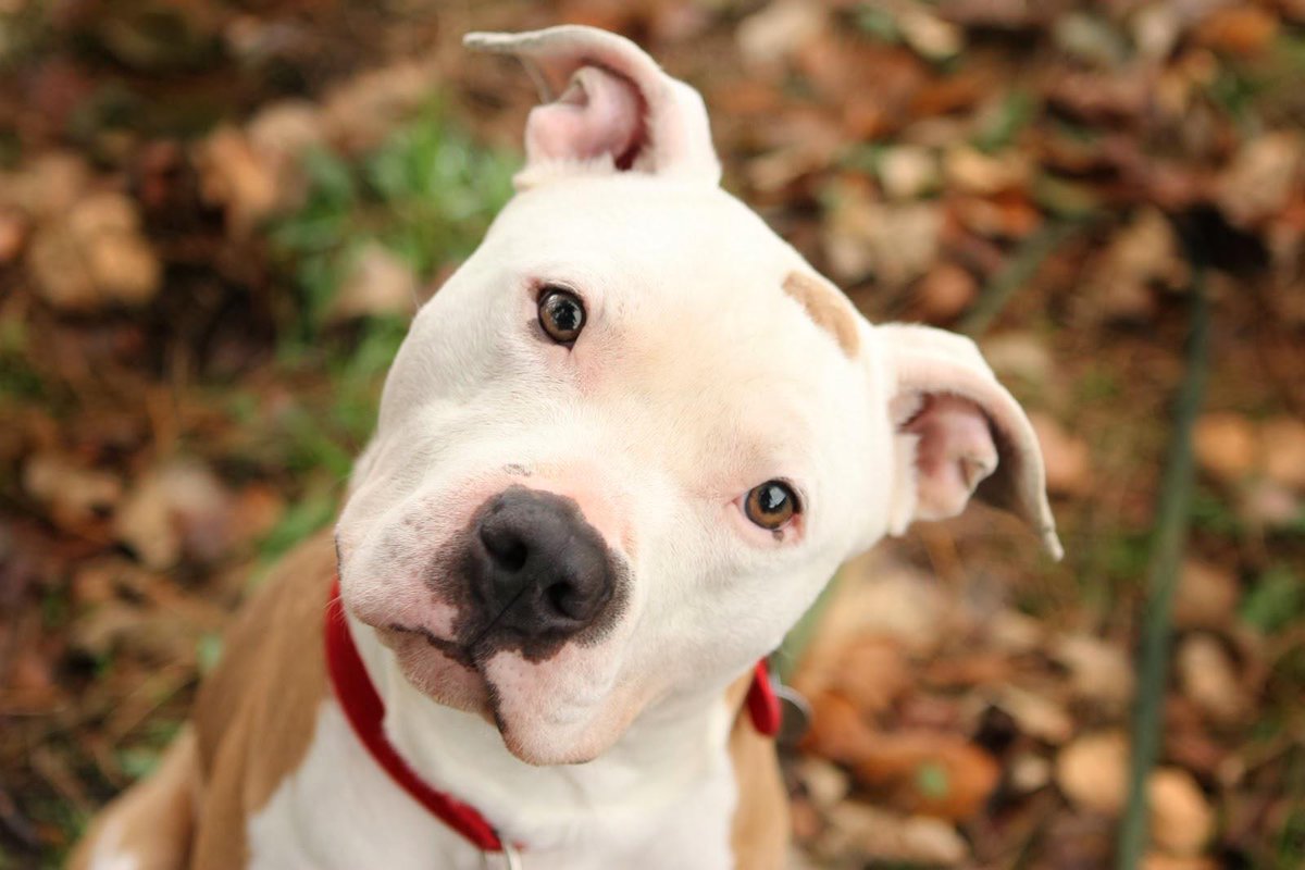 _FirstClassPets's tweet photo. Adorable.. #dogs #lovedogs #puppies #pets #firstclasspets #animals #toocute #lovable #adorable #myfriend #petsupplies http://t.co/XzquAMFiOS