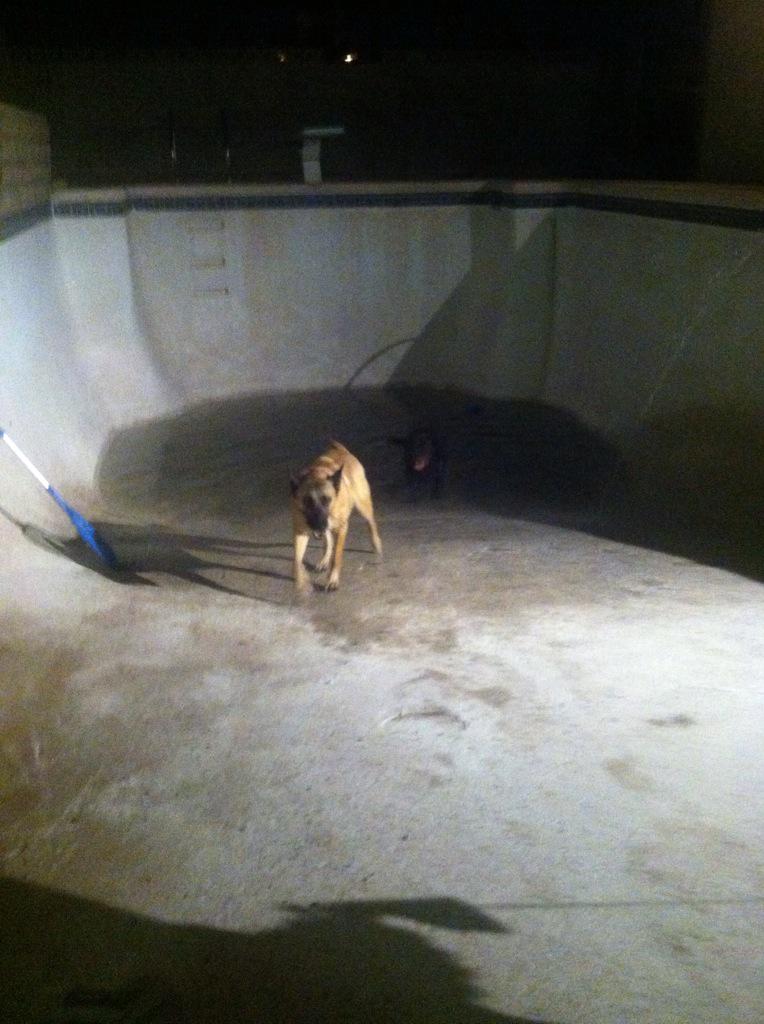 _Stellium_'s tweet photo. Fillin up the pool at 1AM with my dogs <3 #vegas #heat #puppylove http://t.co/aYmyH0sxcJ