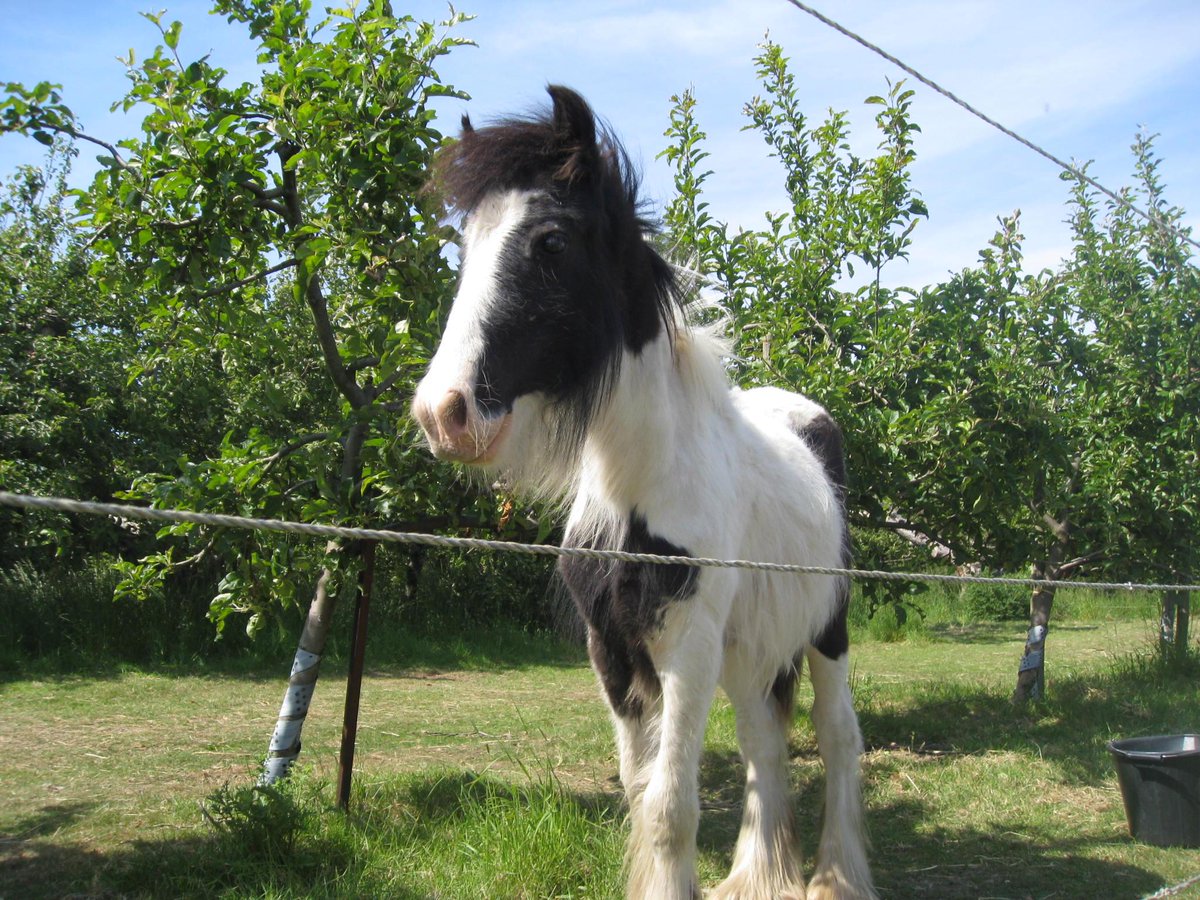 eggsypony's tweet photo. Morning it's the weekend :) #HorseDay #HorseHour #horselover #EquineHour #equestrianHour #HeatwavePets #HeatWave http://t.co/amsH2LEunD