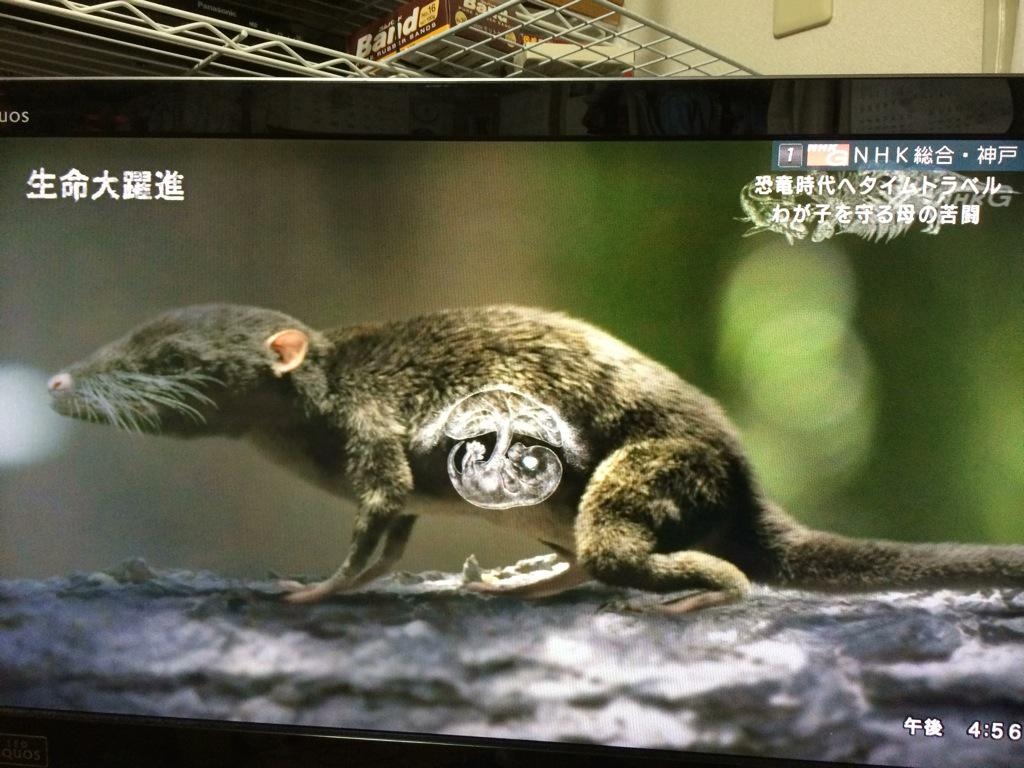Kaz5thlife Na Twitteru Naturehistory Dna Life Nhk Nhkスペシャル 生命大躍進 第2集 こうして 母の愛が生まれた 1億6千年前のジュラマイヤ これ 人間の祖先 え っ ェ Http T Co Ckqqsvgvy6