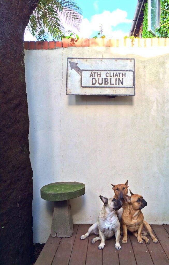 BullyMiaTJ's tweet photo. Yep that's where we live "DUBLIN" #dogs #Dublin #bullypack http://t.co/I0BfGjfAqJ