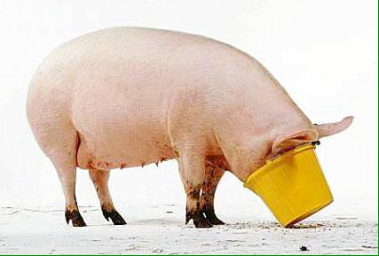 TheBetjemanArms's tweet photo. It's Saturday! Pig out this weekend! Amazing pork specials on offer #pigweekend @TheBetjemanArms @GeronimoPubs http://t.co/v8DDSfLJRG