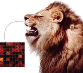 claudiawultsch's tweet image. Facial recognition in #big cats #surveymethods #wildife #noninvasive #lions
scientificamerican.com/article/lion-f…