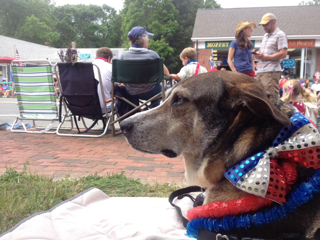 Fogothedog's tweet photo. All decked out to celebrate #July4th in #Orleans w/the fam #capecod http://t.co/Dc5jj0xeyG