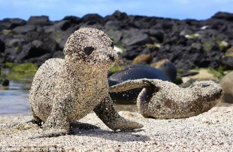 Animal_Loverr's tweet photo. To cuteee!!!!
I love sea lions!!!! <3 <3 http://t.co/bXy8XlnhnO