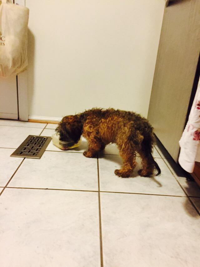 LauMacClem's tweet photo. We found a doggy on our doorstep this morning. http://t.co/laOPGtyAQi