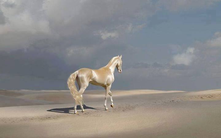 copet2020's tweet image. Akhal-Teke, from Turkmenistan, is the most beautiful horse in the world!
