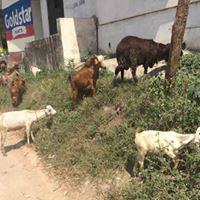 habari_tz's tweet photo. Siri ya Mbuzi wa Kinondoni Makaburini...Je ni Kweli ni wa Kichawi ? | HABARI MIX TZ http://t.co/RYiLotOITg http://t.co/eIX2NcWbw1