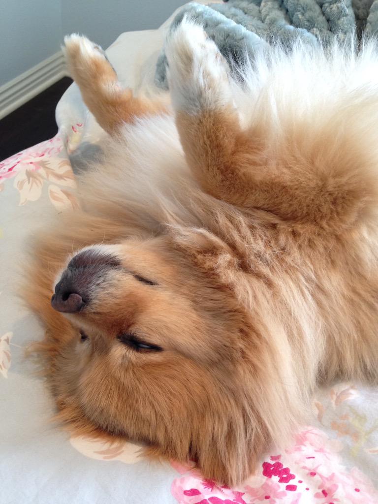 kara_pacitto's tweet photo. Happy 9th Birthday to this 4th of July pup! #mybae http://t.co/ZNmzqCDPbM