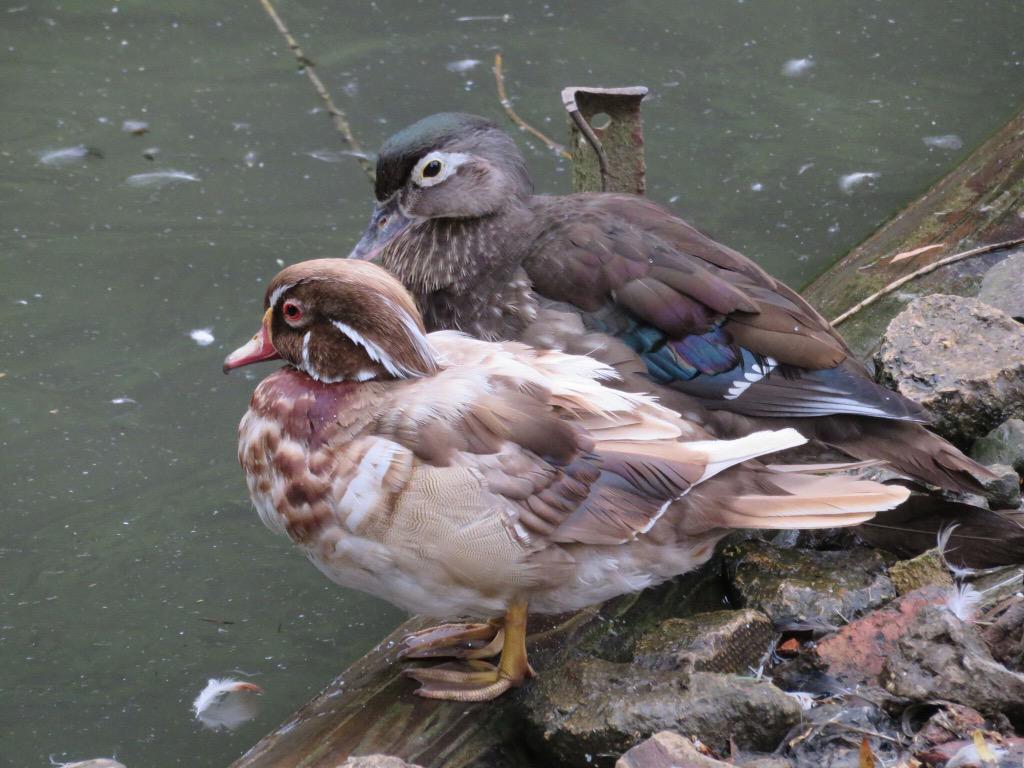 bionicnicky75's tweet image. Nicky Newnham