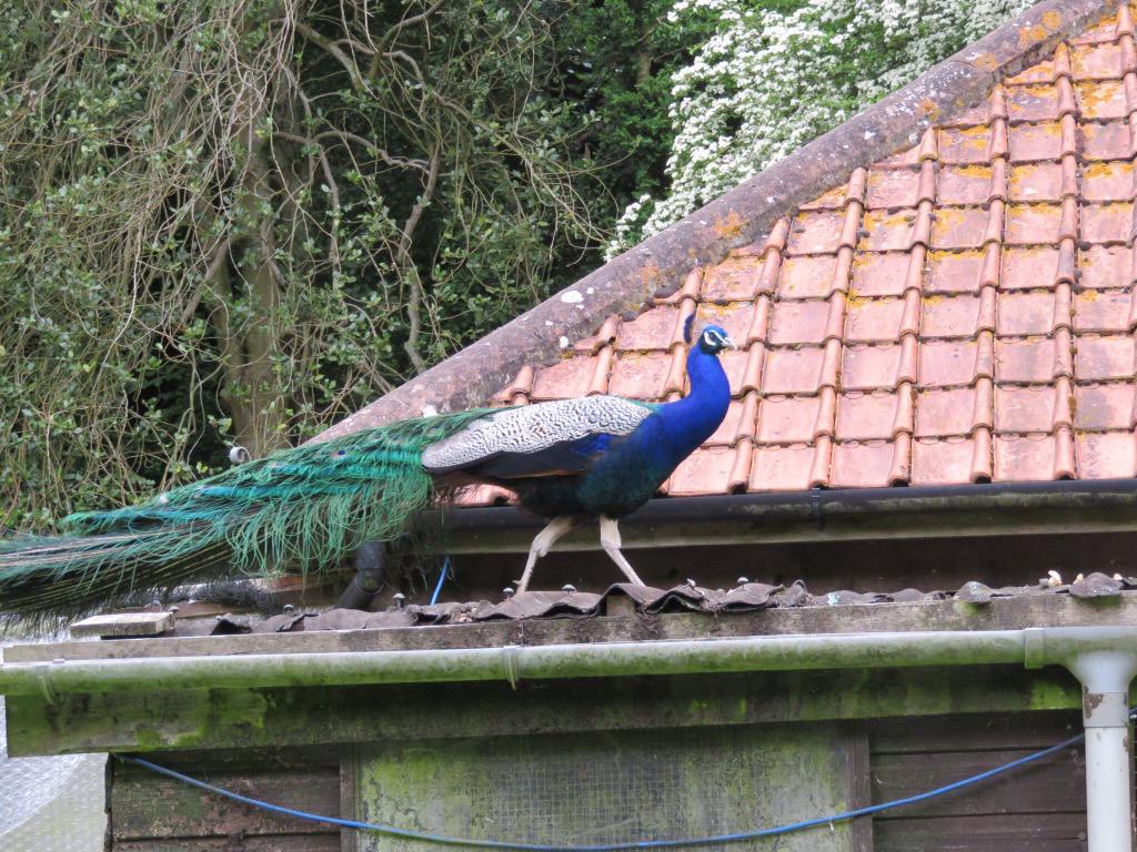 bionicnicky75's tweet image. Nicky Newnham