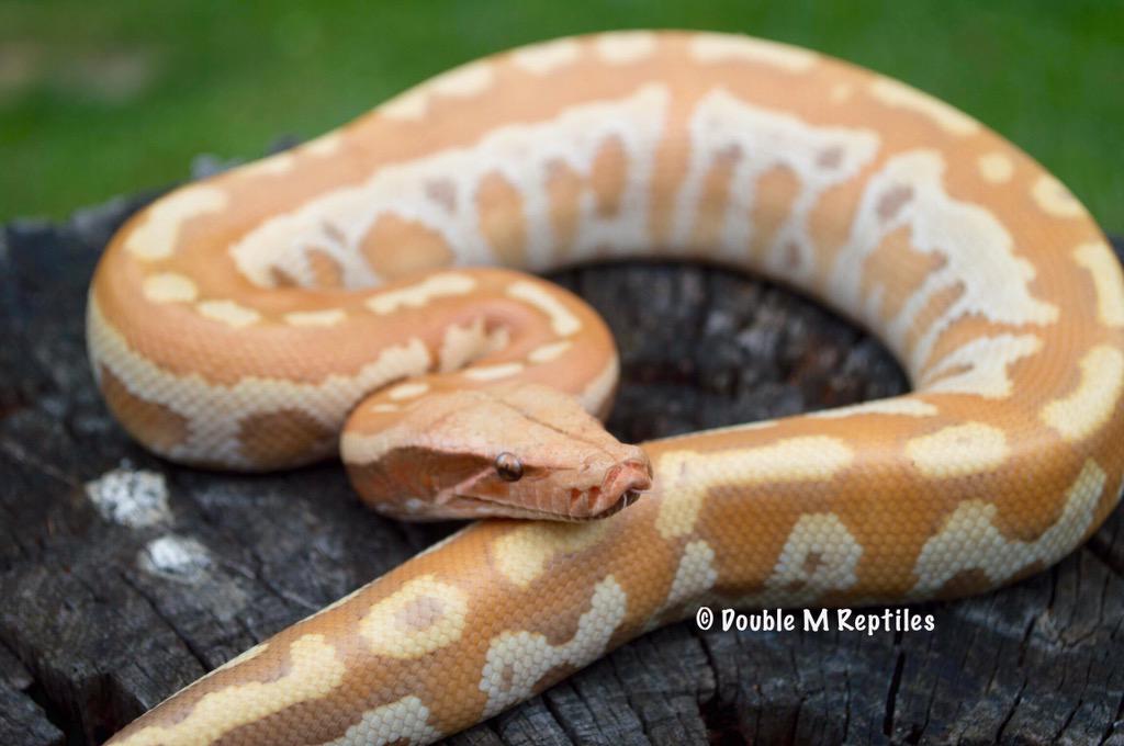 GearworkExotics's tweet image. happy fourth of July everyone!!! 0.1 caramel albino blood Python - NFS #bloodpython #pythonbrongersmai