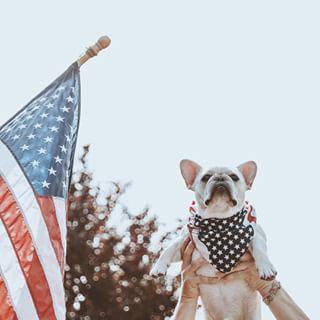Frenchie_Cute's tweet image. Happy 4th! #Springpatch #FrenchBullDog findelight.net/frenbull_detai…