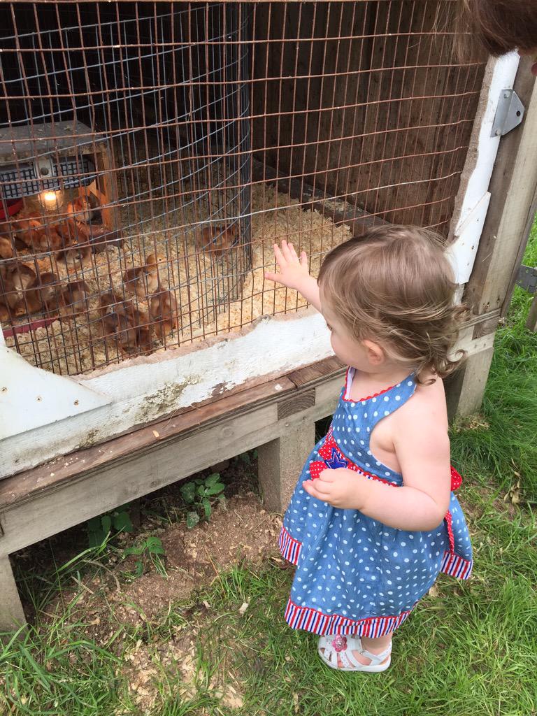 SCountyMuseum's tweet photo. Come see baby chicks at the museum until 2pm. Music starting soon! http://t.co/Y7kcz0C3x6