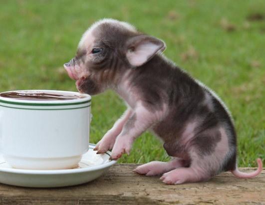 _Paisajes_'s tweet photo. Cerdito junto a una taza de té. http://t.co/3reyHyKn7S